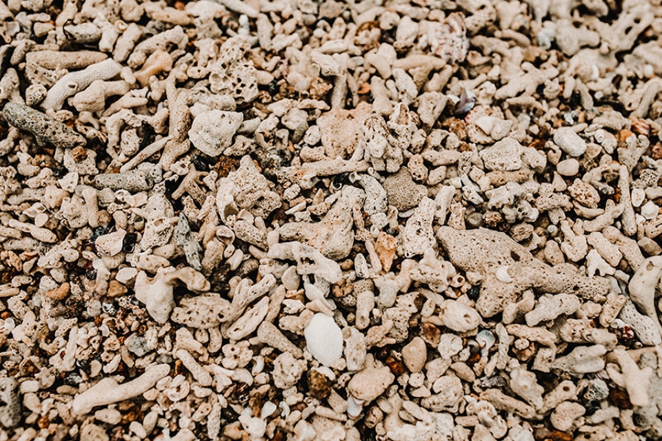 coral on the beach 