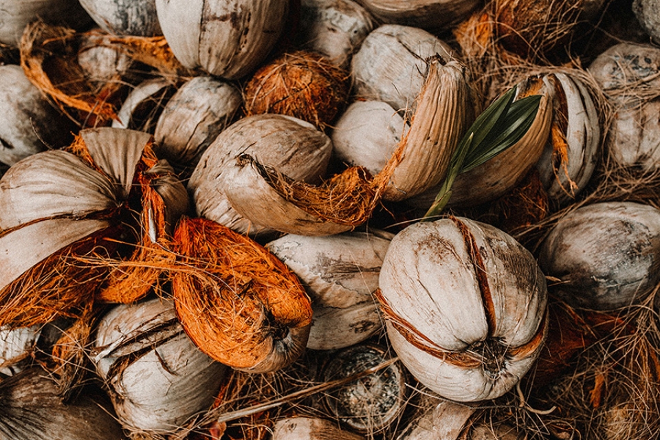 coconuts in thailand